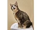 Adopt Murphy a Tabby, Domestic Short Hair