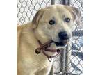 Adopt Timmy a Great Pyrenees, Anatolian Shepherd