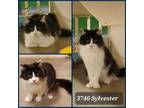 Adopt Sylvester 3740 a Domestic Long Hair