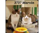 Adopt Marvin 3737 a Domestic Short Hair