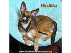 Adopt Wichita a Brown/Chocolate - with Black Shepherd (Unknown Type) / Rhodesian