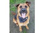 Adopt Max a German Shepherd Dog