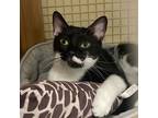 Adopt Fire's Blaze a All Black Domestic Shorthair / Mixed cat in Middletown