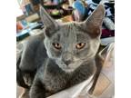 Adopt Cinza a American Shorthair