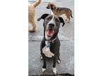 Adopt Baloo a Pointer, American Staffordshire Terrier