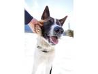 Adopt Chinook a Akita