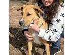 Adopt Chance a German Shepherd Dog, Labrador Retriever