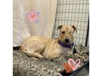 Adopt Amber - loves other dogs! a Tan/Yellow/Fawn Mixed Breed (Medium) / Mixed