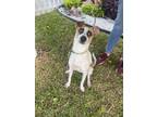Adopt Nacho a Jack Russell Terrier