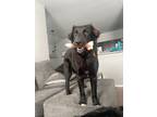 Adopt Trooper a Labrador Retriever, Great Dane