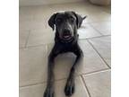 Adopt Sterling a Gray/Blue/Silver/Salt & Pepper Weimaraner / Labrador Retriever