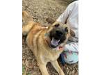 Adopt Muzzley a Labrador Retriever, Great Pyrenees