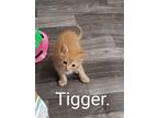 Adopt Tigger a Domestic Shorthair / Mixed (short coat) cat in Richland Hills