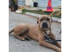 Adopt Johnny a American Bully