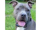 Adopt Mako a American Staffordshire Terrier