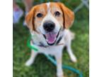 Adopt Roscoe a White - with Tan, Yellow or Fawn Cattle Dog / Beagle / Mixed dog