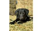 Adopt Bud a Black Labrador Retriever