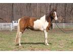 Adopt BRONSON a Bay Paint/Pinto / Mixed horse in Union, MO (31922972)