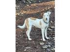 Adopt Jon a Jack Russell Terrier, Whippet