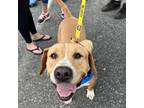 Adopt Dende a Tan/Yellow/Fawn Labrador Retriever / Terrier (Unknown Type