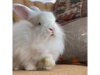 Adopt Matador a Other/Unknown / Mixed rabbit in Richmond, CA (38231562)