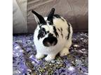 Adopt Riley a Netherland Dwarf / Mixed rabbit in Miami, FL (38063107)