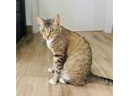 Adopt Waleska a Brown or Chocolate Domestic Shorthair / Mixed cat in Jupiter