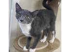 Adopt Fettuccine a Gray or Blue Russian Blue / Mixed cat in Donalsonville