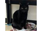 Adopt Mabel - Chino Hills Location a All Black Domestic Shorthair / Mixed cat in