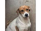 Adopt Carhartt a Boxer, Australian Cattle Dog / Blue Heeler