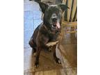 Adopt Molly a Brindle Dutch Shepherd / Mixed dog in Pattison, TX (38332596)