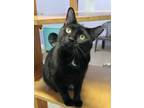 Adopt Parkour a Domestic Shorthair / Mixed (short coat) cat in Ft.