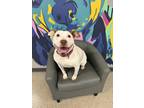 Adopt Ariel (23-028 D) a White - with Brown or Chocolate Mixed Breed (Medium) /