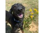 Adopt Ralph KF a Black German Shepherd Dog / Mixed Breed (Medium) / Mixed dog in