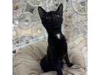 Adopt Poptart a All Black Norwegian Forest Cat / Mixed cat in Donalsonville