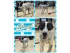 Adopt Bluey a Gray/Blue/Silver/Salt & Pepper Blue Heeler / Fox Terrier (Smooth)