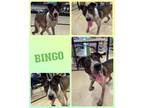 Adopt Bingo a Merle Blue Heeler / Fox Terrier (Smooth) / Mixed dog in Waldwick