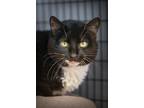 Adopt Stella a All Black Domestic Shorthair / Domestic Shorthair / Mixed cat in