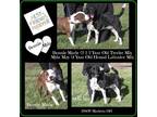 Adopt Bonnie Marie & Myla May a Brindle - with White Pit Bull Terrier / Hound