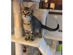 Adopt Michaelangelo a Brown Tabby Domestic Shorthair (short coat) cat in Sugar