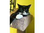 Adopt Trixie a Domestic Shorthair / Mixed (short coat) cat in Maumelle