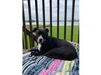 Adopt Dora a Black - with White Mixed Breed (Medium) dog in Union Grove