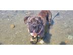 Adopt Boomer a Brindle Mastiff / Mixed Breed (Large) / Mixed dog in Oceanside