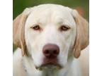 Adopt Finn a Tan/Yellow/Fawn Labrador Retriever / Mixed dog in St Clair