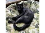 Adopt Scout a All Black Domestic Shorthair / Mixed cat in Middletown