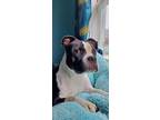 Adopt Tiffany a Black - with White Pit Bull Terrier / Boston Terrier / Mixed dog