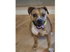 Adopt Brandy a Tan/Yellow/Fawn - with White Pit Bull Terrier / Boxer / Mixed dog