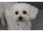 Adopt Addie a White Bichon Frise / Mixed dog in Colorado Springs, CO (38244300)
