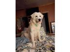 Adopt Susie HTX a White Great Pyrenees dog in Statewide, TX (38283842)