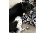 Adopt Joey a Black - with White Border Collie / Pointer / Mixed dog in Harrison